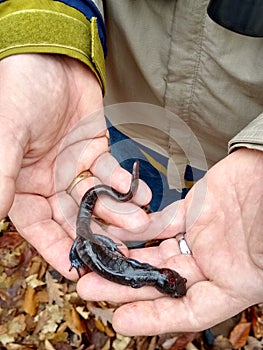 Naturalist Holding A Blue Spotted Salamander