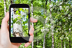 Naturalist photographs leaves of birch trees