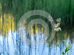 Naturalistic abstract lake background, differential focus featuring Meadowsweet, Mead Wort aka Filipendula ulmaria in