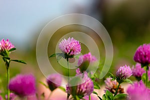 naturalistic background with foreground of purple flowers with green stem.