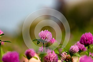 naturalistic background with foreground of purple flowers with green stem