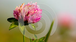 naturalistic background with foreground of purple flowers with green stem.