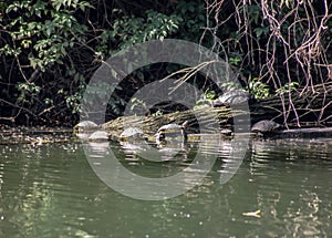 Naturalistic background. particular image of river bank with family of attached turtles.