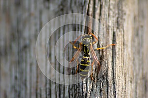 Naturalistic background. wasp resting on a wooden beam. particular.