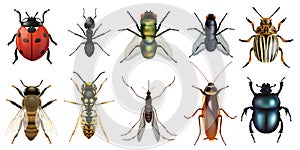 Naturalistic board presenting the ten main insects