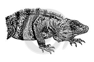 Naturalistic drawing of a lizard in black and white