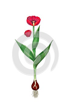 Naturalistic red tulip