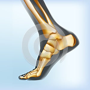 Naturalistic visualization of bones of foot.