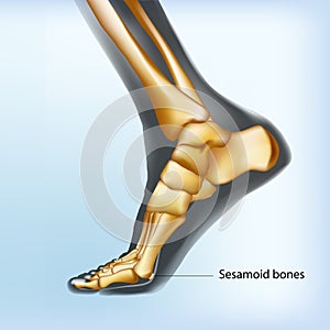 Naturalistic visualization of sesamoid bones of foot. photo