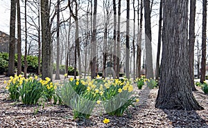 Naturalized Yellow Daffodils in Wooded Setting