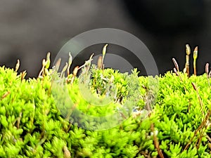 Naturall green moss photo