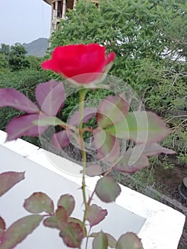 Naturally beautifull red rose flower plant