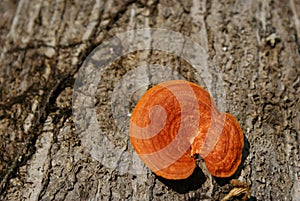 A naturally bright orange polypore wood fungus.