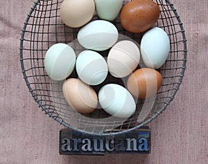 Naturally colored eggs of Araucana hens photo