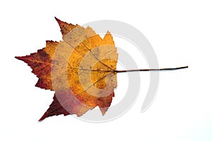 Naturally dried yellowish red and orange mixed color maple leaf in white background