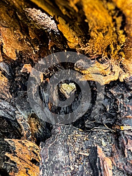 naturally formed heart shape inside a tree trunk