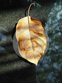 Natural Golden Leafl