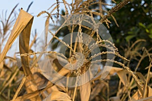 A close-up view of paddy crop in Indian agriculture field