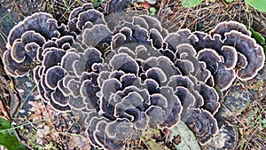 Naturally growing fungi UK