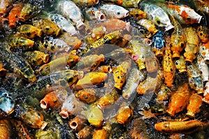 Naturally grown gold fish feeding frenzy in a small artificial lake