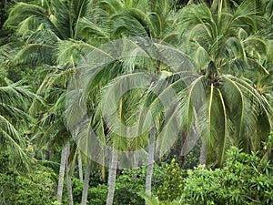 Naturally leafs coconut palms tree lifestyle