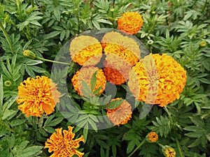 Naturally Marigold