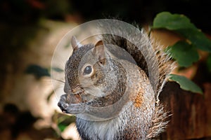 Naturally Nutty Squirrel