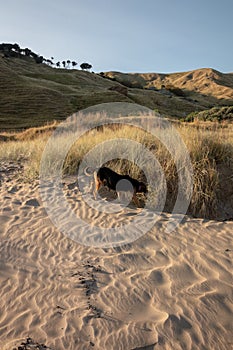 Naturally occuring patterns in sand