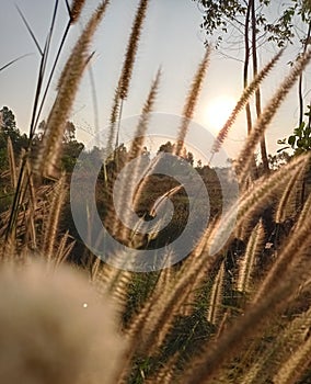 The naturally occurring grass flowers and soft light look and feel comfortable.