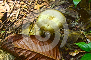 Naturally occurring mushrooms In forests with high humidity