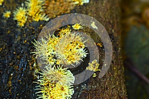 Naturally occurring mushrooms In forests with high humidity And mushrooms