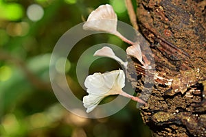 Naturally occurring mushrooms In forests with high humidity And mushrooms