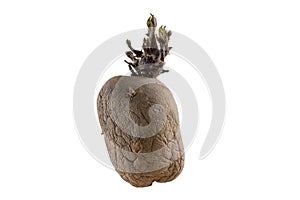 Naturally sprouted seed potato on white background photo