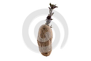 Naturally sprouted seed potato on white background photo