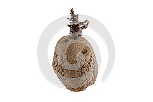 Naturally sprouted seed potato on white background photo