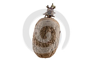 Naturally sprouted seed potato on white background photo
