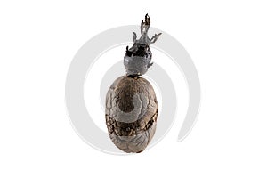 Naturally sprouted seed potato on white background photo