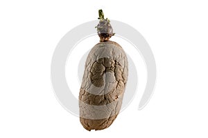 Naturally sprouted seed potato on white background photo