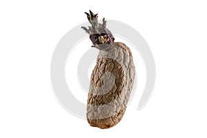 Naturally sprouted seed potato on white background photo