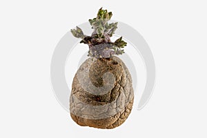 Naturally sprouted seed potato on white background photo