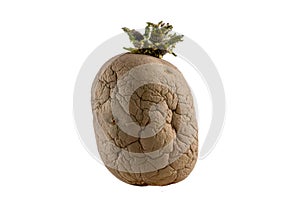 Naturally sprouted seed potato on white background photo
