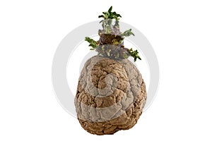 Naturally sprouted seed potato on white background photo