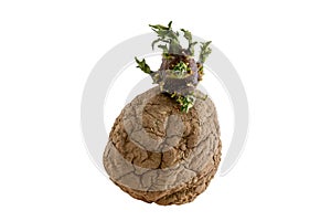 Naturally sprouted seed potato on white background photo