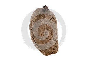 Naturally sprouted seed potato on white background photo