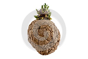 Naturally sprouted seed potato on white background photo