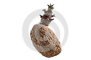 Naturally sprouted seed potato on white background photo