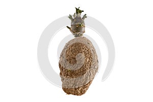 Naturally sprouted seed potato on white background photo
