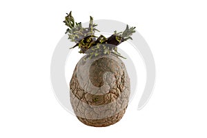 Naturally sprouted seed potato on white background photo