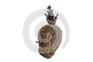 Naturally sprouted seed potato on white background photo