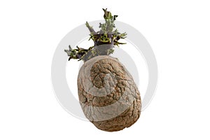 Naturally sprouted seed potato on white background photo
